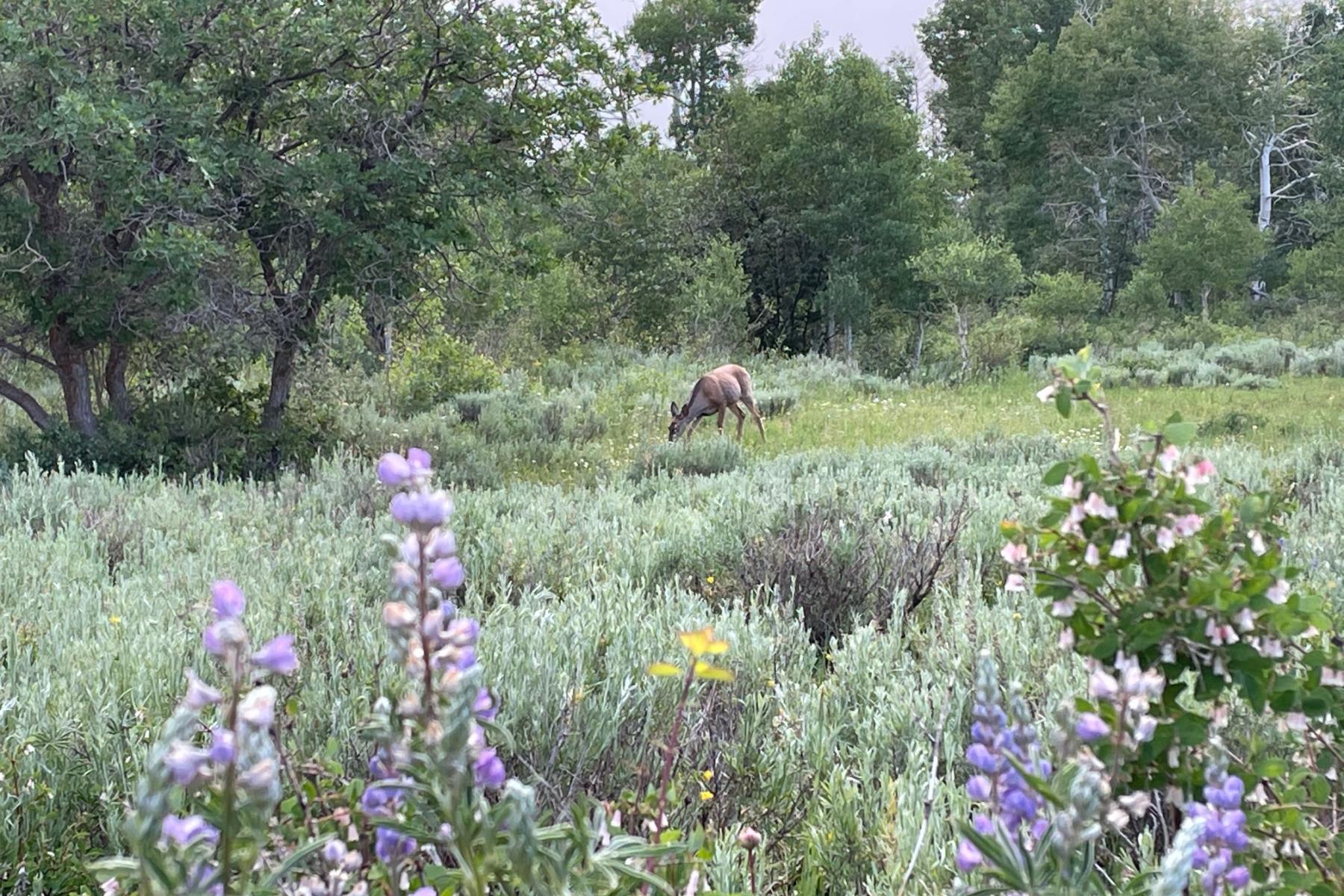  photo: Tracey Thelan