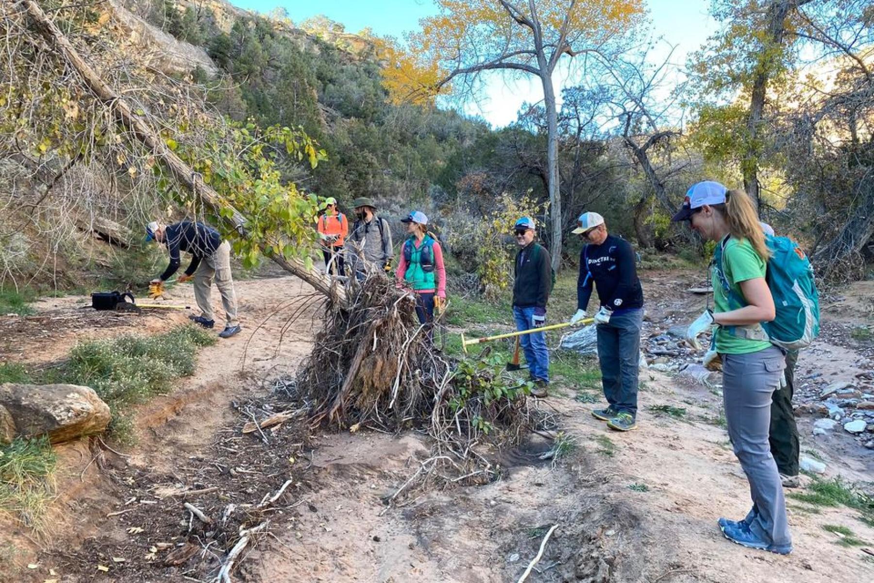 removing flood debris from around trees