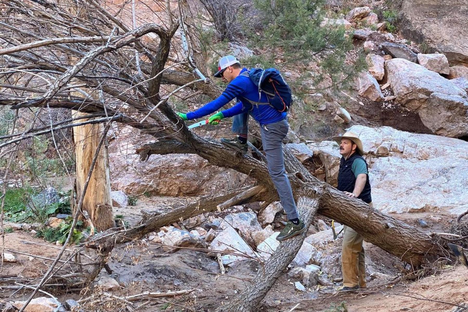 removing a dead tree