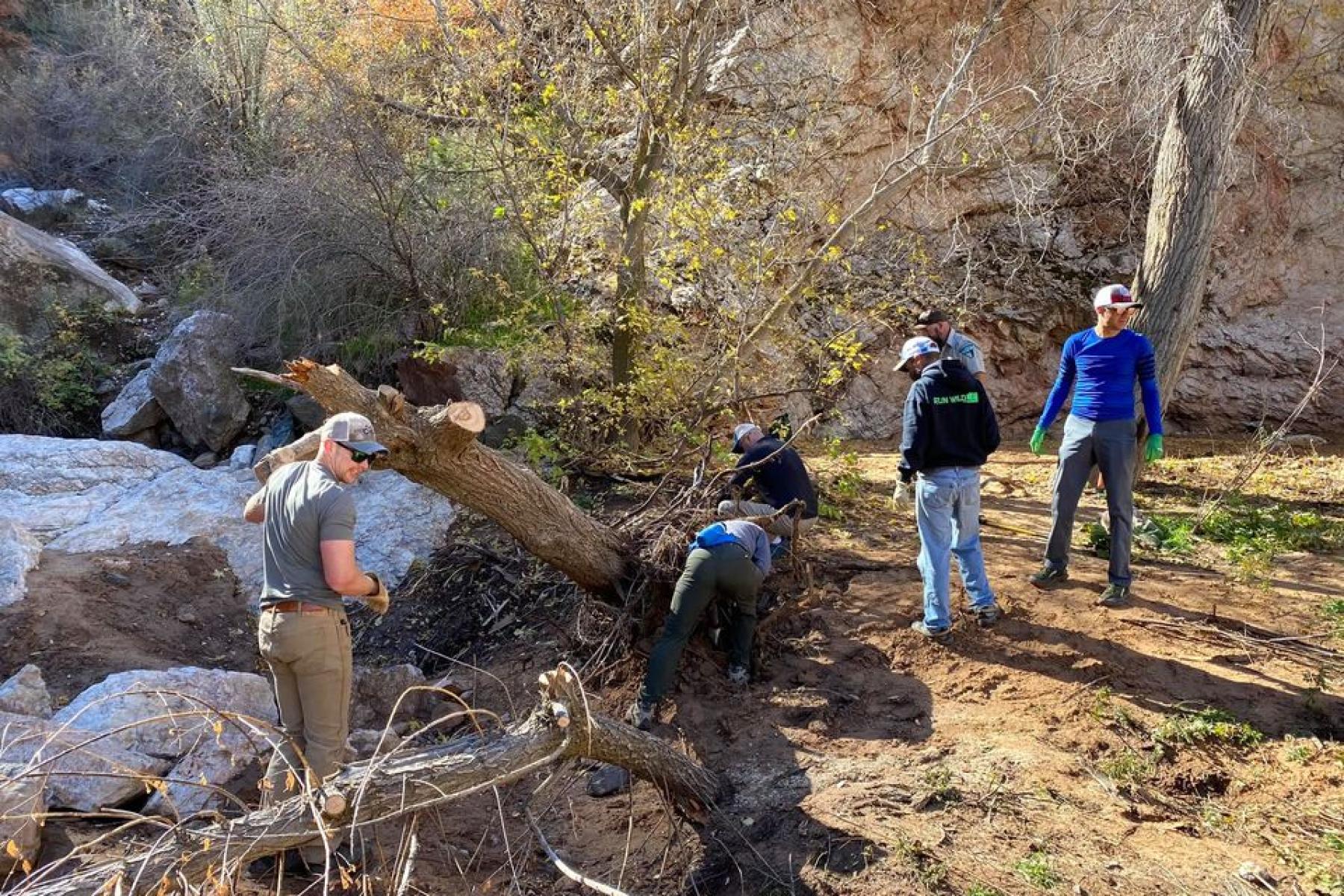 removing a dead tree