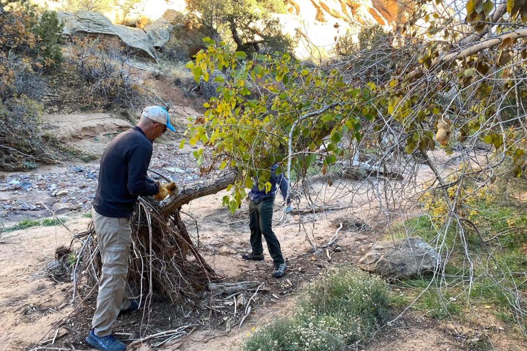 removing flood debris from around trees