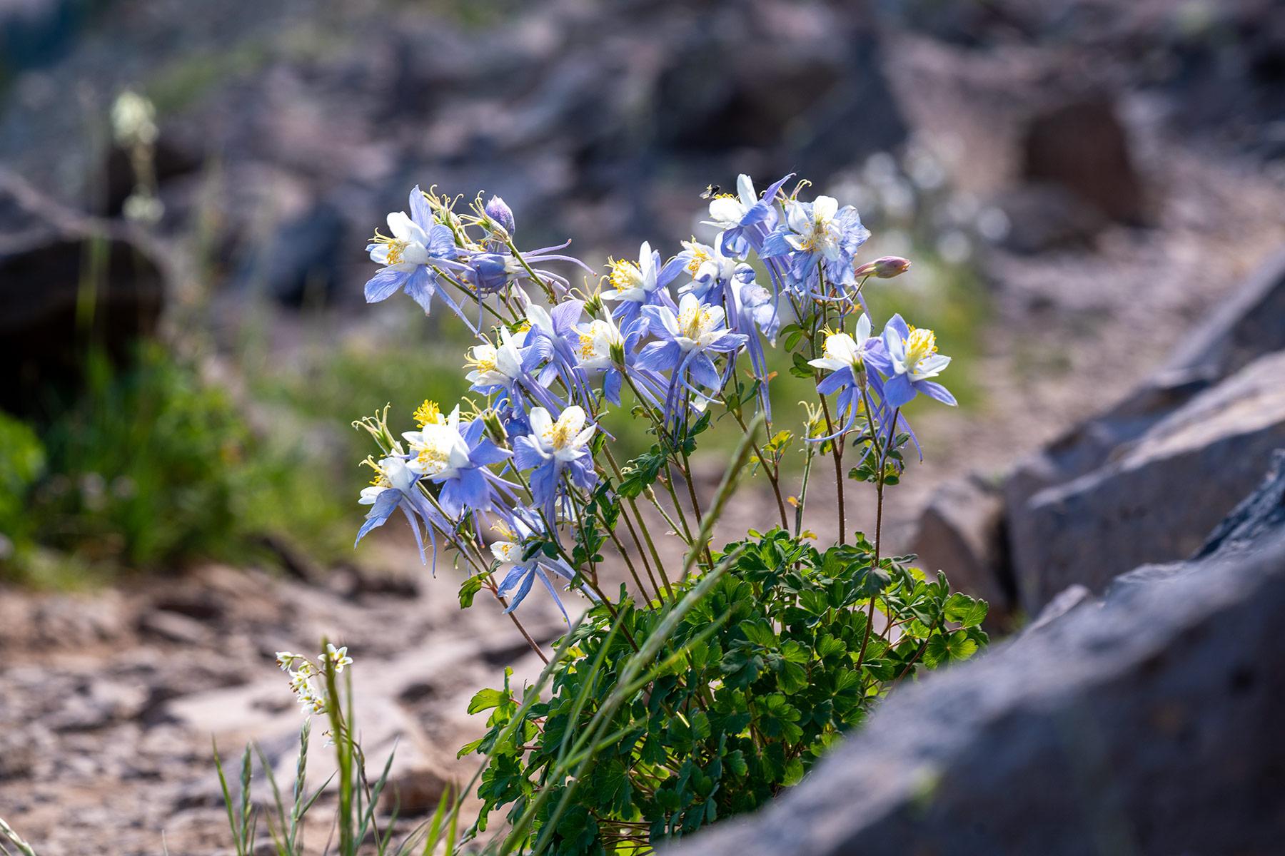 Mesa Monument Striders Crag Crest Trail Run – July 13, 2025